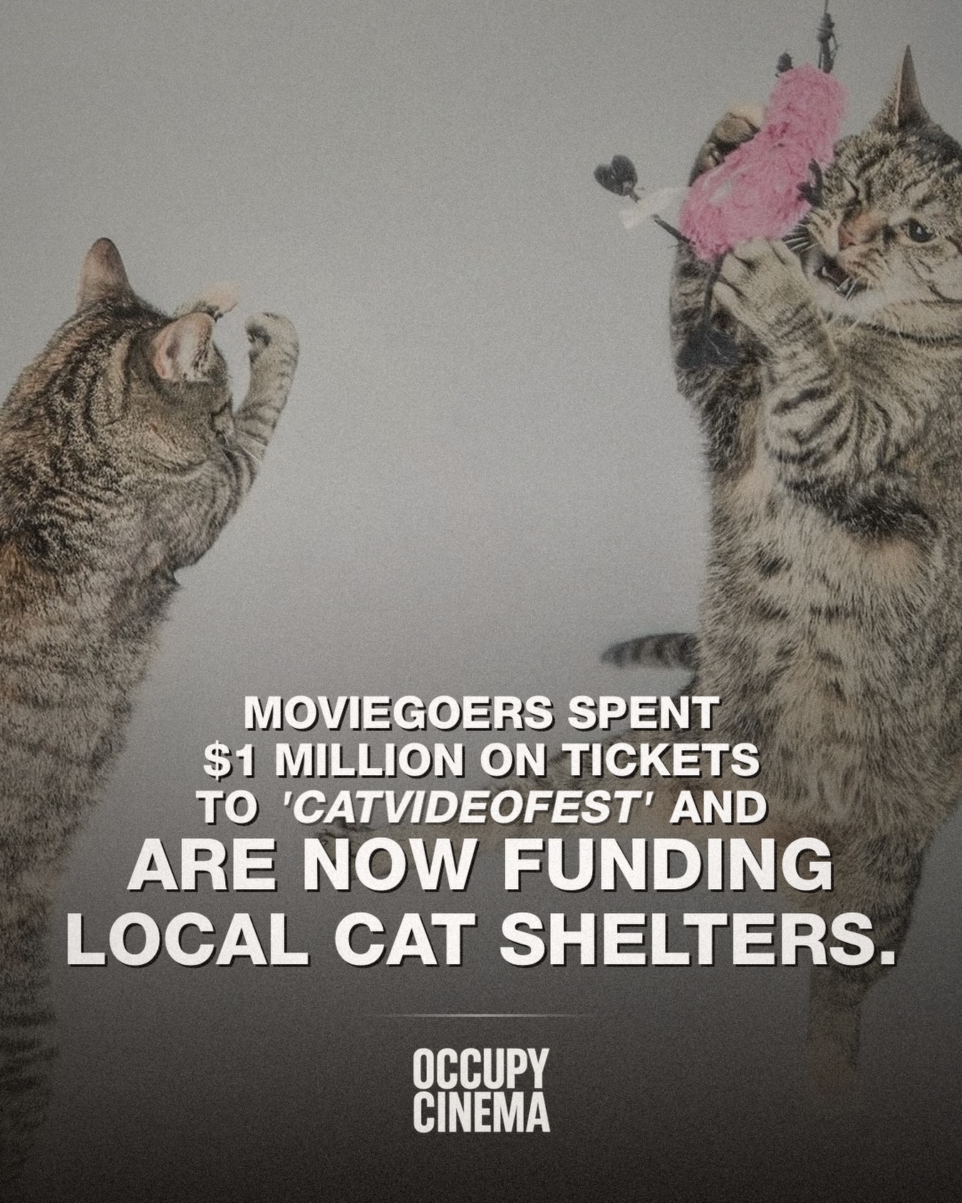 CatVideoFest 2026 Defies Gravity at the Box Office, Proving Niche Programming Pays Off